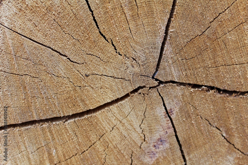 Fototapeta premium Wooden background
