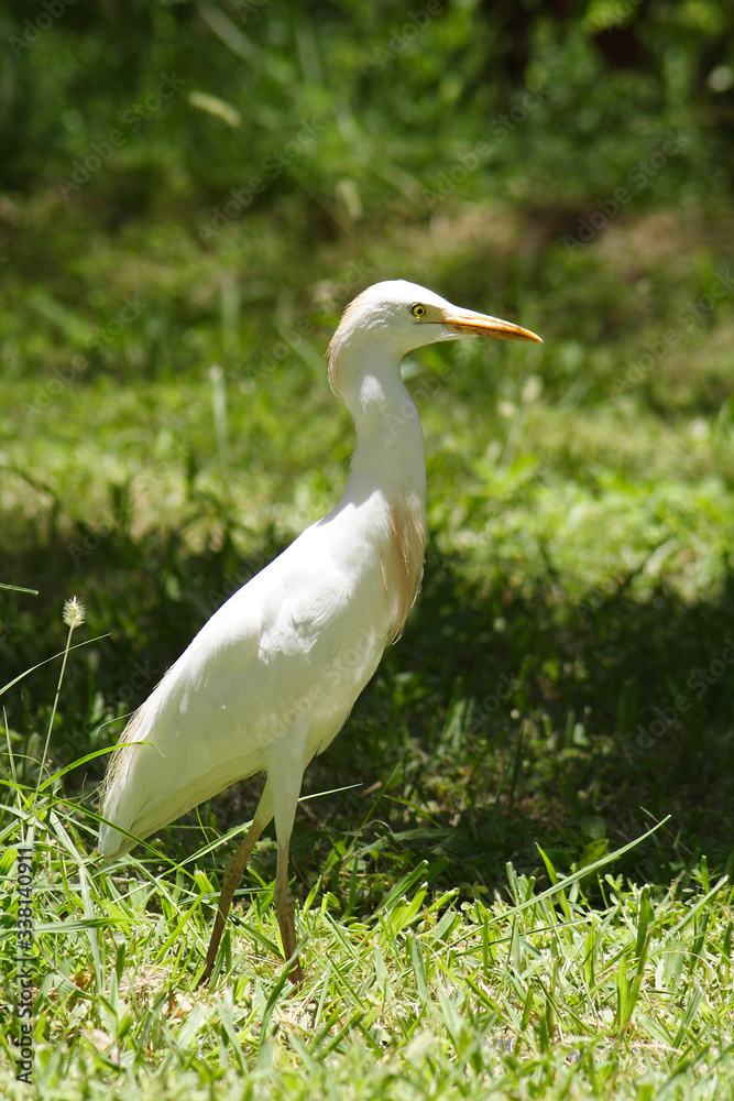 Birds in the botanical garden of Aswan
Birds in the botanical garden of Aswan