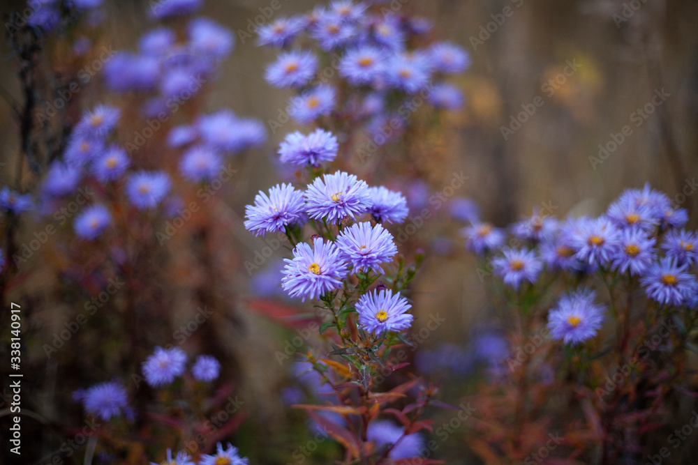 Obraz premium Purple flowers at dusk. Beautiful plant. Background with flowers.