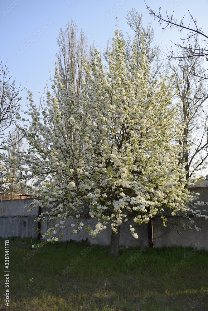 Blossoming pear tree in a garden with green grass near a concrete fence. Blossoming pear tree in a garden with green grass near a concrete fence.