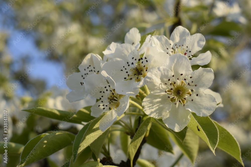 Blossoming sprigs of pears on a background of blue sky. Blossoming sprigs of pears on a background of blue sky.