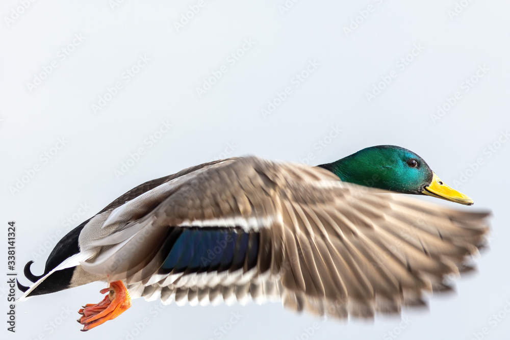Obraz premium The flying mallard in the sky, male duck