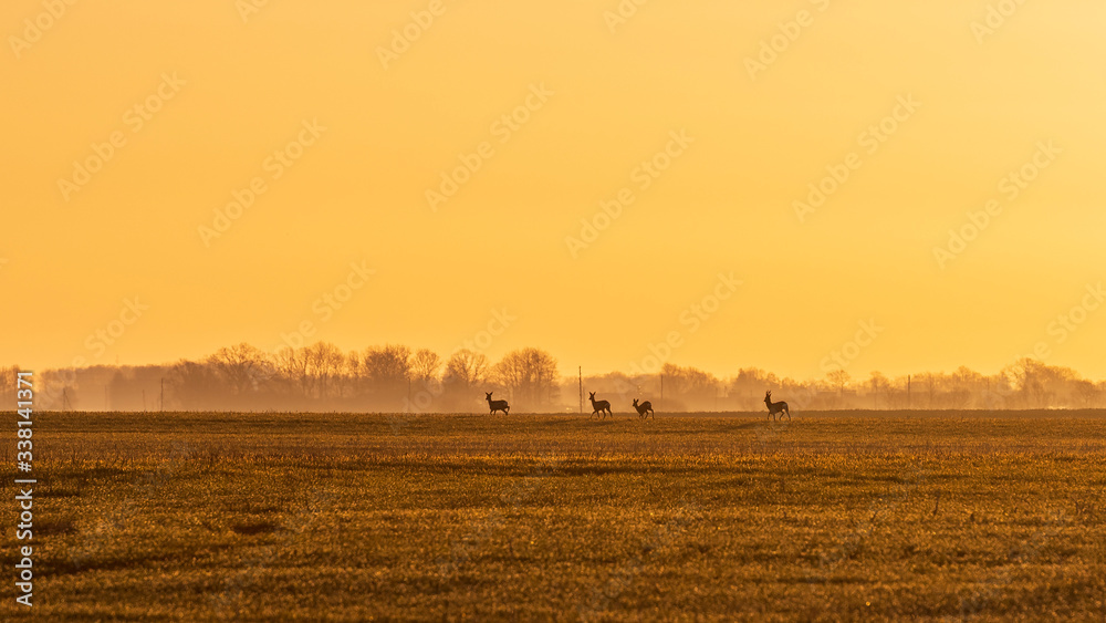 Four young deers running over agriculture field during warm sunrise