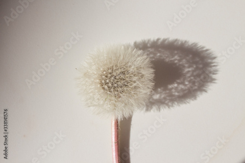 fluffy dandelion closeup with shadow on the wall. Beautiful trendy background for a blogger. Top view.