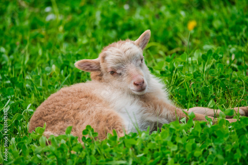 cute brown lamb is lying on a green meadow in spring