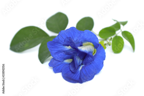 Butterfly pea (Clitoria ternatea) flower on white background