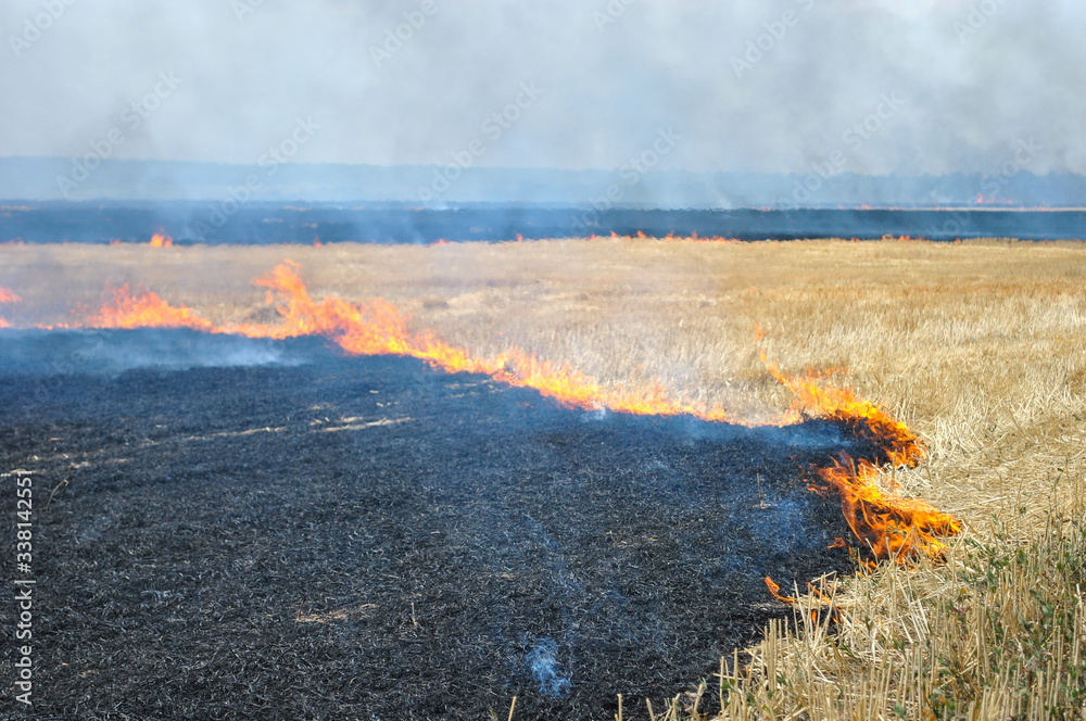 Fototapeta premium fire in the field