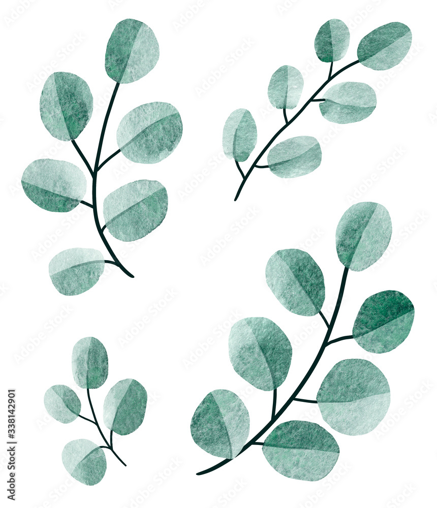 Watercolor clip art aet of eucalyptus round leaves and twig floral branches. Hand painted baby and silver dollar eucalyptus, botanical elements isolated on white background.