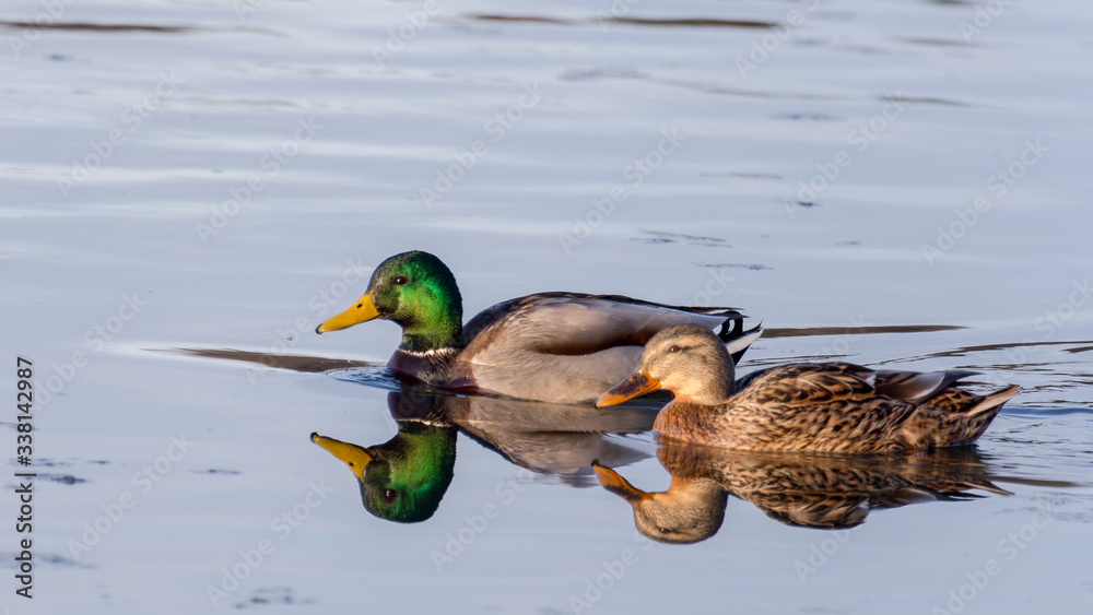 Obraz premium mallard ducks