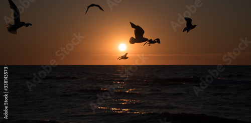 Sonnenuntergang Vögel 