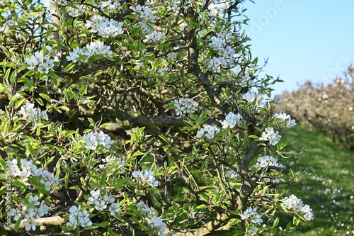Rebe, frühling, spring, blühten, schweiz, Rebstock, weiss, blumen