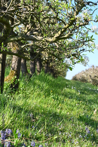 Rebe, frühling, spring, blühten, schweiz, Rebstock, weiss, blumen