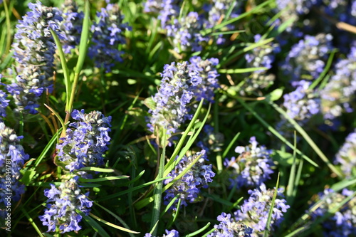 Rebe, frühling, spring, blühten, schweiz, Rebstock, weiss, blumen