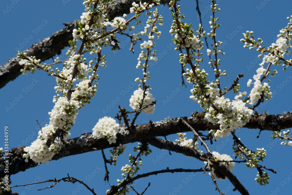 piccoli fiori bianchi di susino in primavera piccoli fiori bianchi di susino in primavera