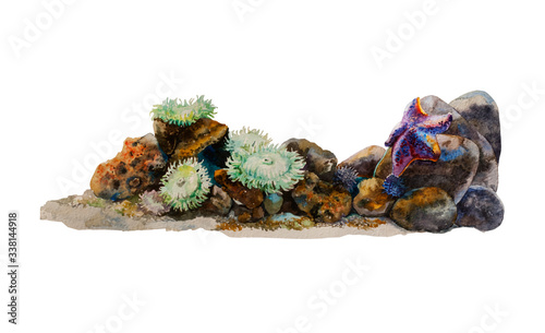 Watercolor sea anemones, urchins and sea star in a reef colorful underwater landscape background. Original illustration isolated on white background
