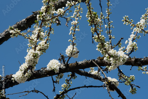 piccoli fiori bianchi di susino in primavera