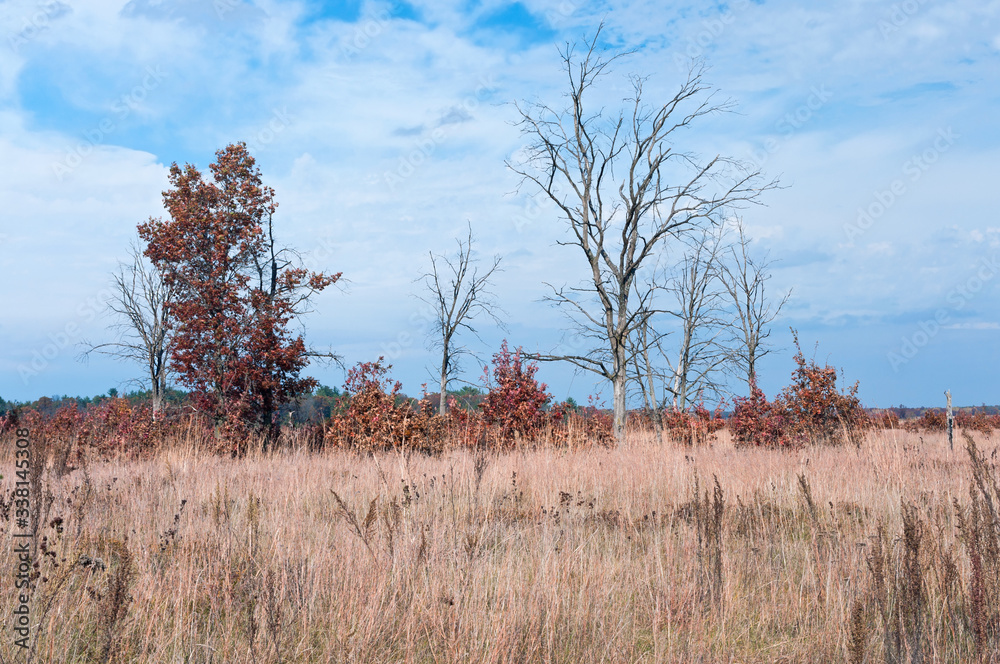Prairie and oak savanna habitat Prairie and oak savanna habitat