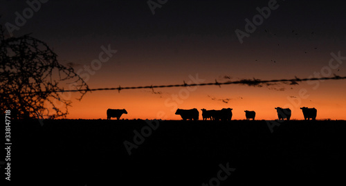 Cattle in the sunset