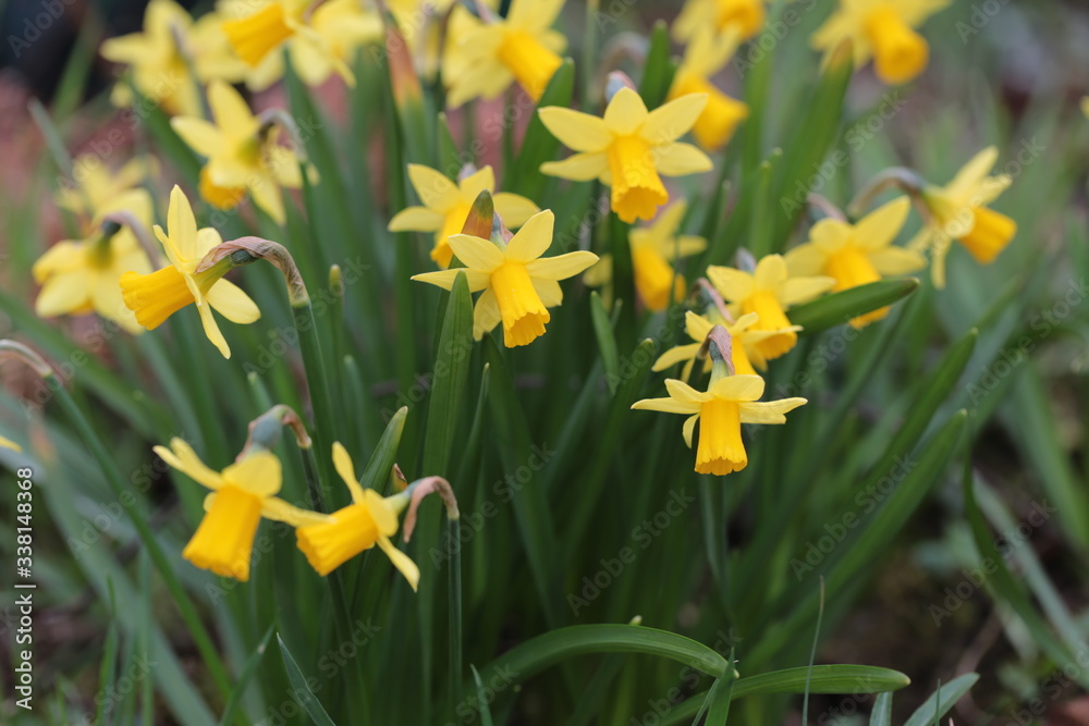 Obraz premium Osterglocken im Frühling
