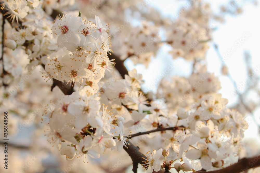Fototapeta premium cherry blossom in spring