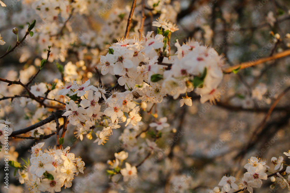 Fototapeta premium cherry blossom in spring