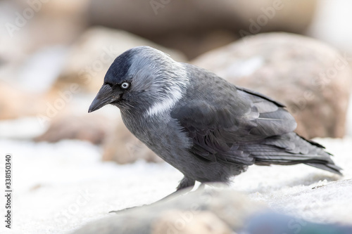 The European jackdaw in the city at winter