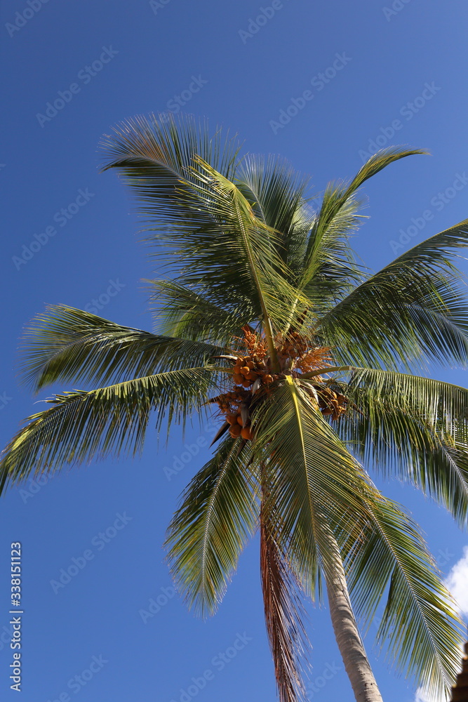Fototapeta premium Ambiance tropicale