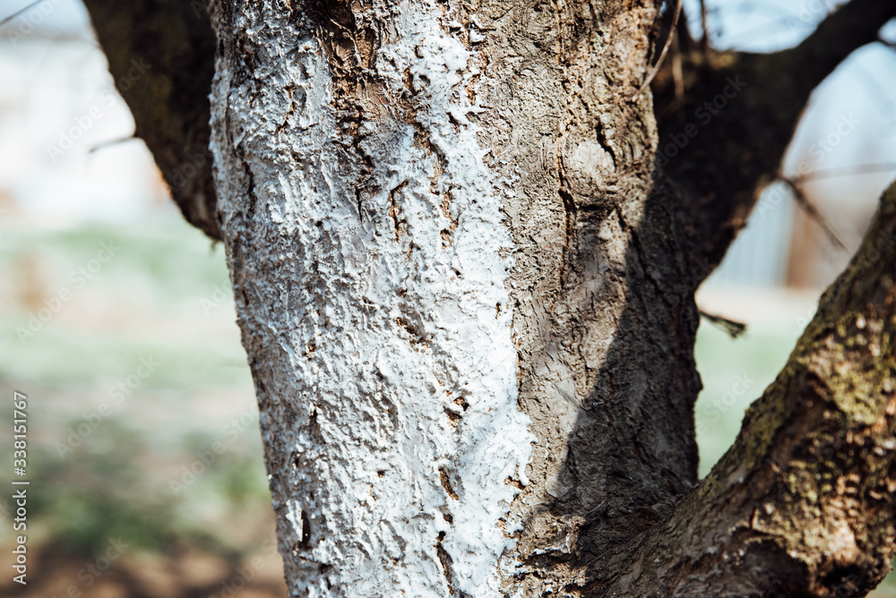The crown of the tree,white-washed white protective paint The crown of the tree,white-washed white protective paint