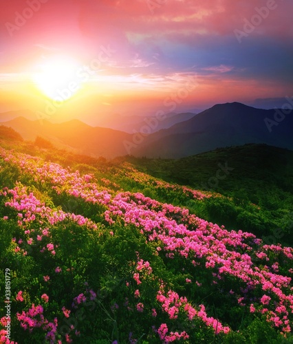 mountains summer sunrise landscape in Europe, picturesque morning view on blossom pink flowers,, wonderful dawn sunlight, scenic floral nature image