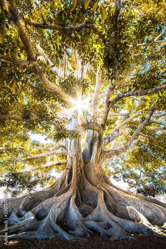 Tree of life © Jeremy Bishop