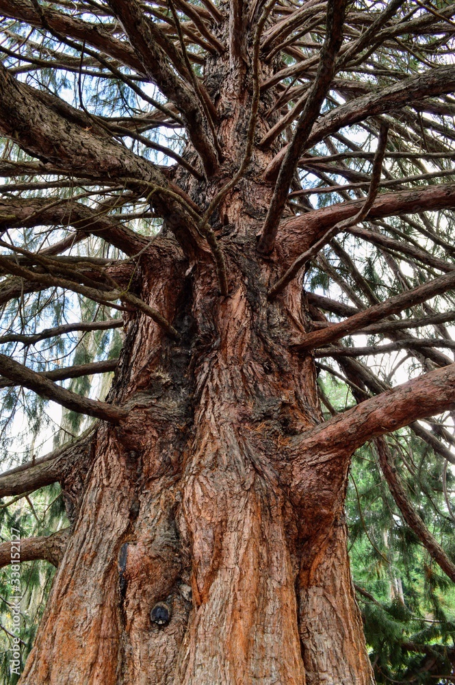 Naklejka premium many branches