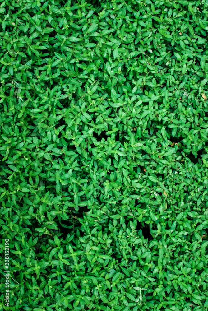 Lawn flooring, lawn background image
