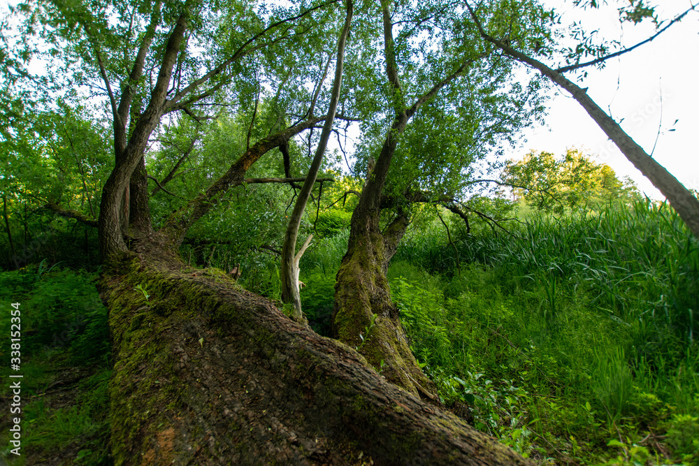 Fototapeta premium natural scenery in Germany