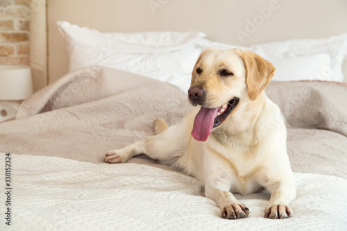 Yellow labrador, retriever lying on the bed. Dog breed Labrador lies on a bed in the room. The dog lives in the house. Morning, dog.