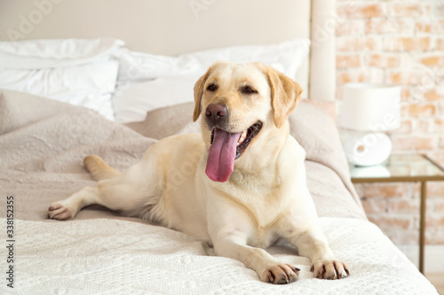 Fototapeta Naklejka Na Ścianę i Meble -  Yellow labrador, retriever lying on the bed. Dog breed Labrador lies on a bed in the room. The dog lives in the house. Morning, dog.