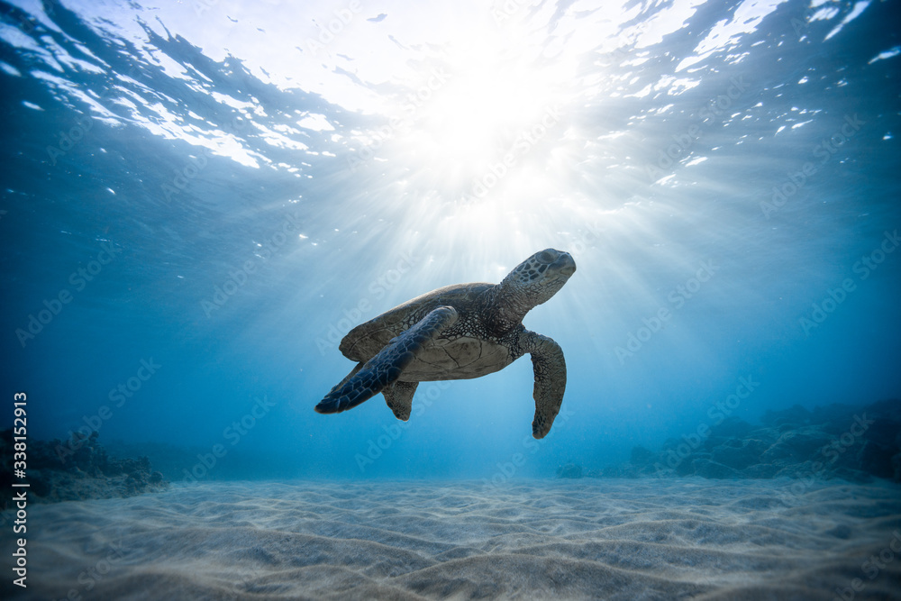 Green sea turtle swimming undersea