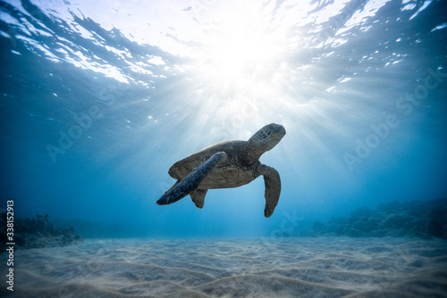Fotografiet Green sea turtle swimming undersea