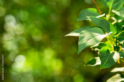 Fresh green tree leaves on nature abstract blur background. Header or banner for advertise on social media. Botanical template in the sun spring and summer.