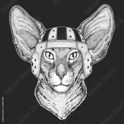 Oriental shorthair cat head. Rugby leather helmet. Portrait of animal.