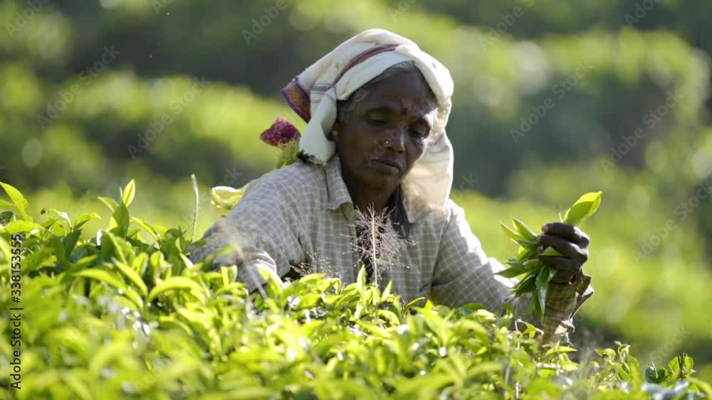 Tamil tea pickers work the tea plantations near Ella, Sri Lanka Tamil tea pickers work the tea plantations near Ella, Sri Lanka