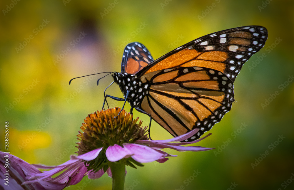 Profile close up of a monarch butterfly on an echinacea flower against a colorful blurred background Profile close up of a monarch butterfly on an echinacea flower against a colorful blurred background
