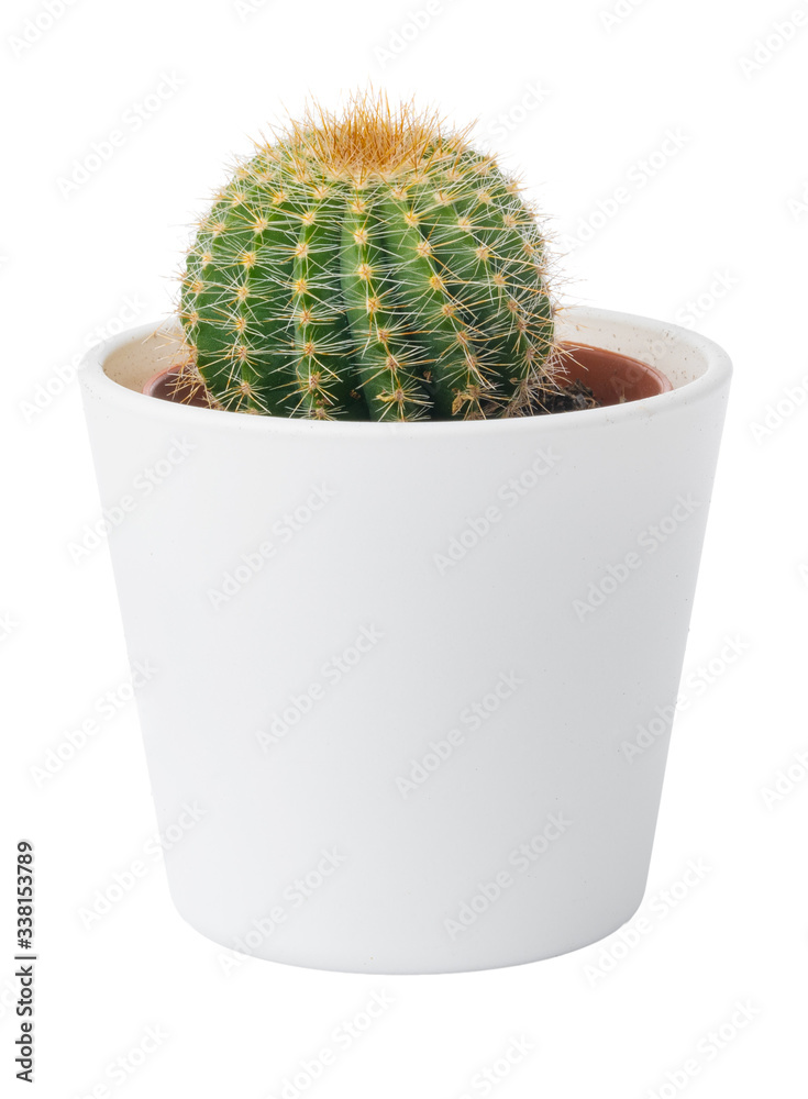 Potted cactus isolated on white background, close up Potted cactus isolated on white background, close up