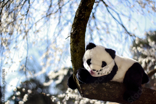 panda on the tree in the mask, bear, animal, china, bamboo, giant, mammal, endangered, cute, nature, coronastyle, coronavirous, ecology, ecologically, eco, corona, virus, mask, kids, climate, amazonia