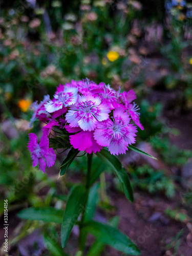 pink and purple flowers