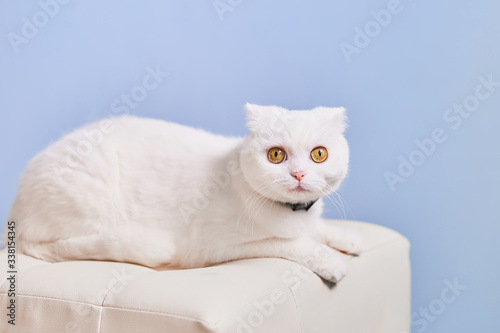White Persian cat isolated on blue sky background