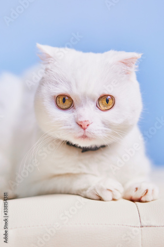 White Persian cat isolated on blue sky background