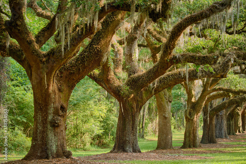 Row of olds at Boone Hall plantation photo