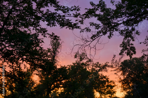 Purple Sky with Dark Leafy Branches