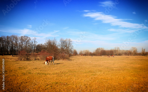 Cow on the farm field.