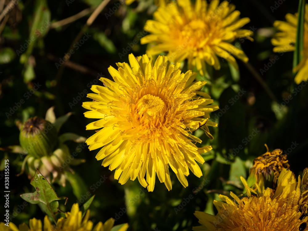 Macro shot of yellow sow-thistle in sunny day. Selective focus. Macro shot of yellow sow-thistle in sunny day. Selective focus.